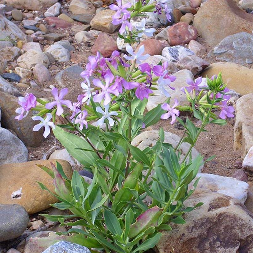 Saponaria officinalis (Hábito)
