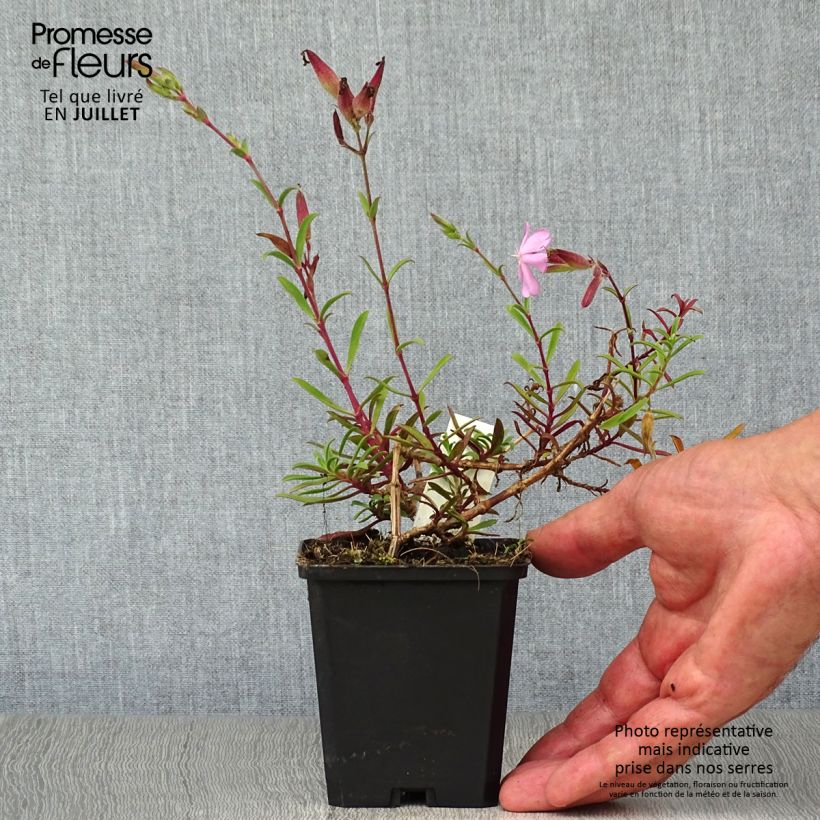 Amostra de Saponaria officinalis Alba Plena Vaso de 8/9 cm tal como entregue no verão