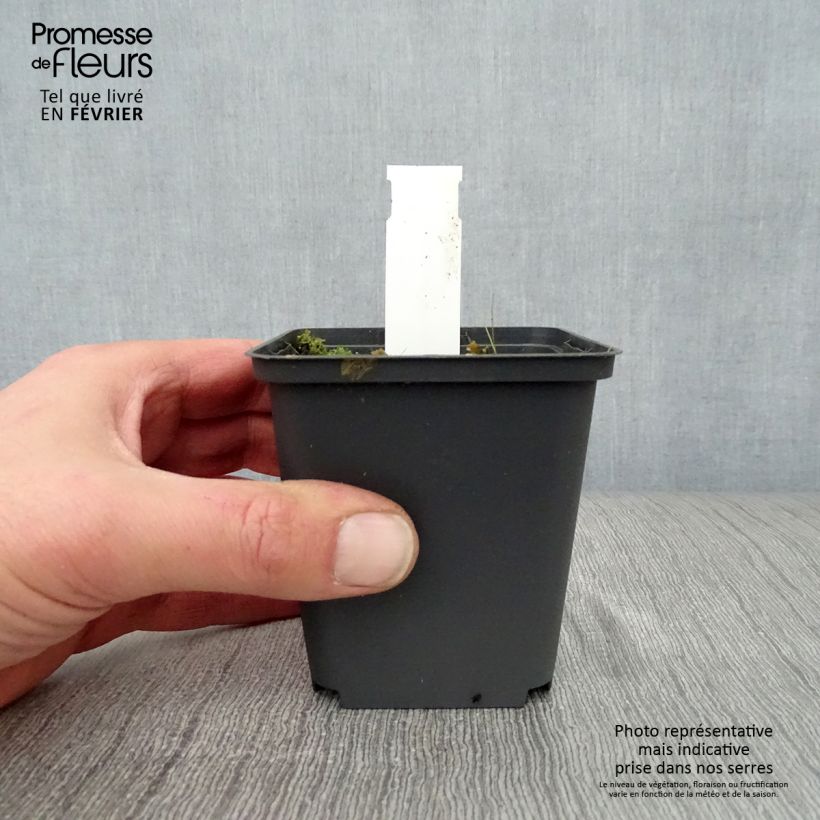 Amostra de Saponaria officinalis Alba Plena Vaso de 8/9 cm tal como entregue no inverno