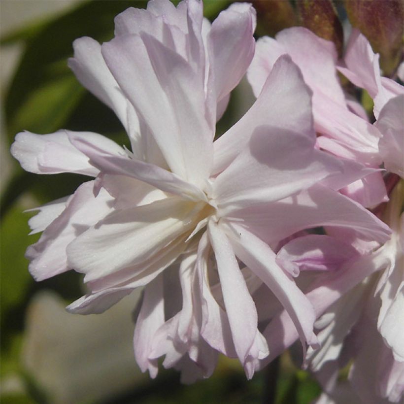 Saponaria officinalis Rosea Plena (Floração)