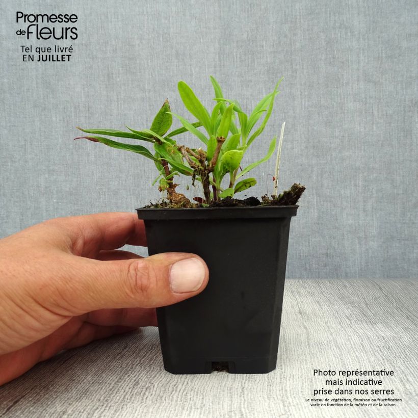 Amostra de Saponaria officinalis Rosea Plena Vaso de 8/9 cm tal como entregue no verão