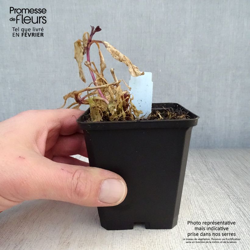 Amostra de Saponaria officinalis Rosea Plena - Saponaire officinale semi-double rose clair Vaso de 8/9 cm tal como entregue no inverno