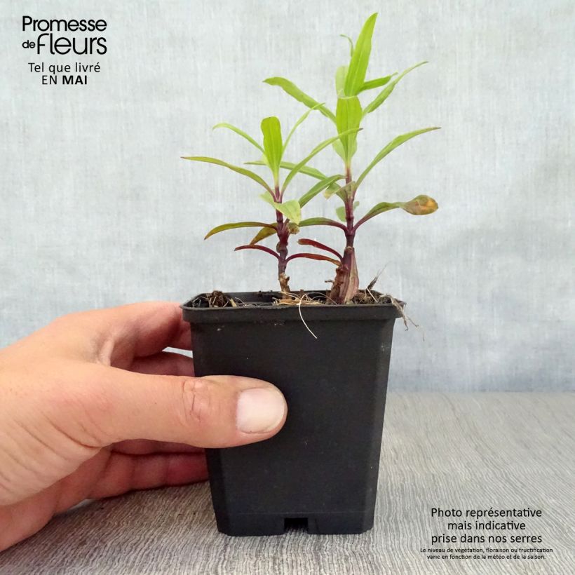 Amostra de Saponaria officinalis Rosea Plena Vaso de 8/9 cm tal como entregue na primavera