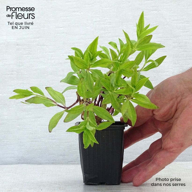 Amostra de Saponaria officinalis Vaso de 7/8 cm tal como entregue no verão
