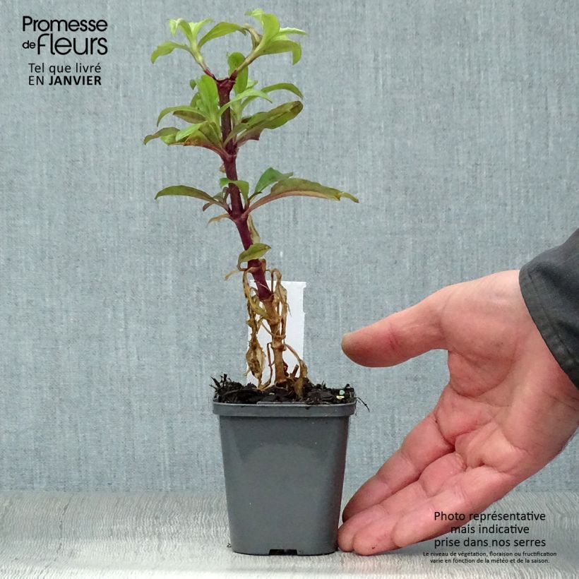 Amostra de Saponaria officinalis - Saponaire officinale Vaso de 7/8 cm tal como entregue no inverno