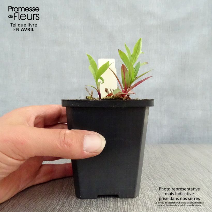 Amostra de Saponaria officinalis Vaso de 7/8 cm tal como entregue na primavera