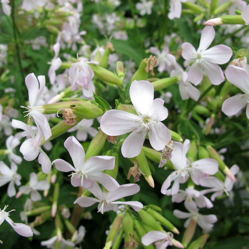 Saponaria officinalis (Floração)