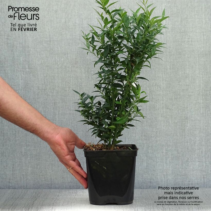 Amostra de Sarcococca ruscifolia Dragon's Gate Vaso de 3 L/4 L tal como entregue no outono