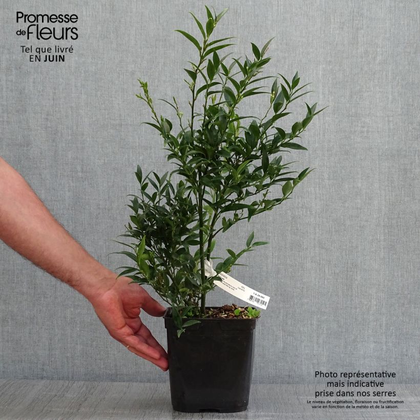 Amostra de Sarcococca ruscifolia Dragon's Gate Vaso de 3 L/4 L tal como entregue no verão