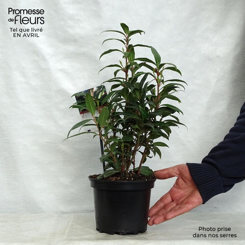 Amostra de Sarcococca humilis × hookeriana Winter Gem Vaso de 2 L/3 L tal como entregue na primavera