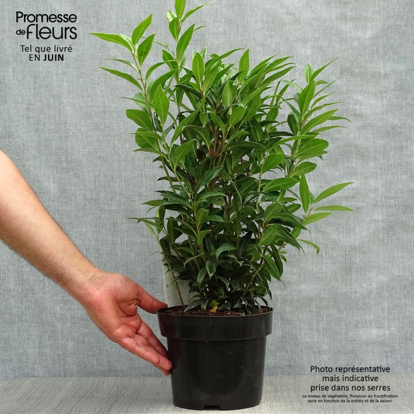 Amostra de Sarcococca humilis × hookeriana Winter Gem Vaso de 2 L/3 L tal como entregue no verão