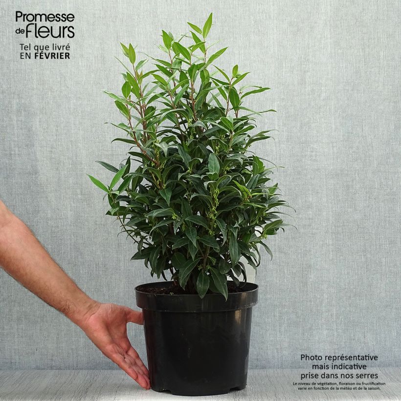 Amostra de Sarcococca humilis × hookeriana Winter Gem Vaso de 6 L/7 L tal como entregue no outono