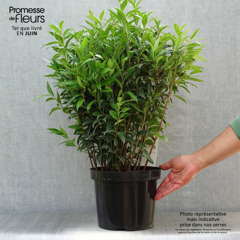 Amostra de Sarcococca humilis × hookeriana Winter Gem Vaso de 6 L/7 L tal como entregue no verão