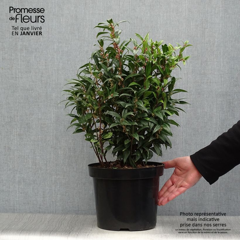 Amostra de Sarcococca humilis × hookeriana Winter Gem Vaso de 7,5 L/10 L tal como entregue no inverno