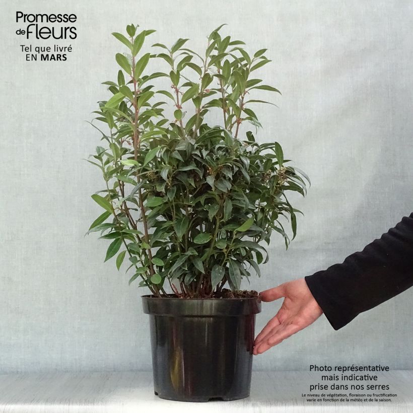Amostra de Sarcococca humilis × hookeriana Winter Gem Vaso de 7,5 L/10 L tal como entregue na primavera