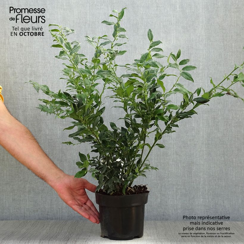 Amostra de Sarcococca confusa Vaso de 2 L/3 L tal como entregue no outono