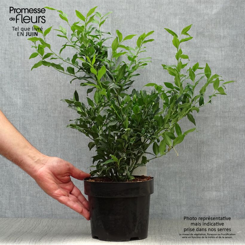 Amostra de Sarcococca confusa Vaso de 2 L/3 L tal como entregue no verão