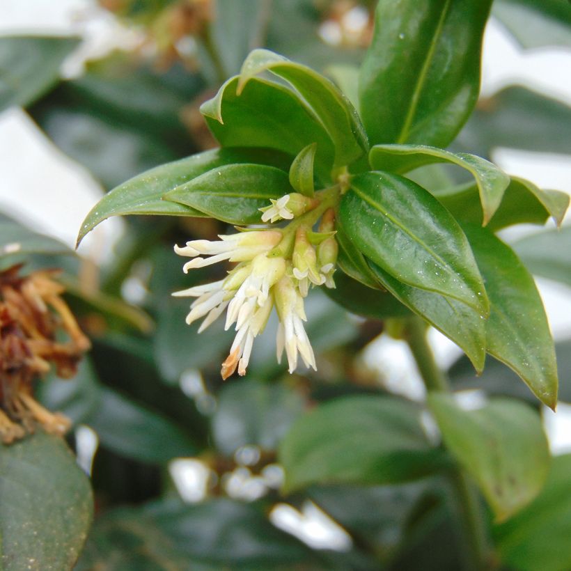 Sarcococca hookeriana (Floração)