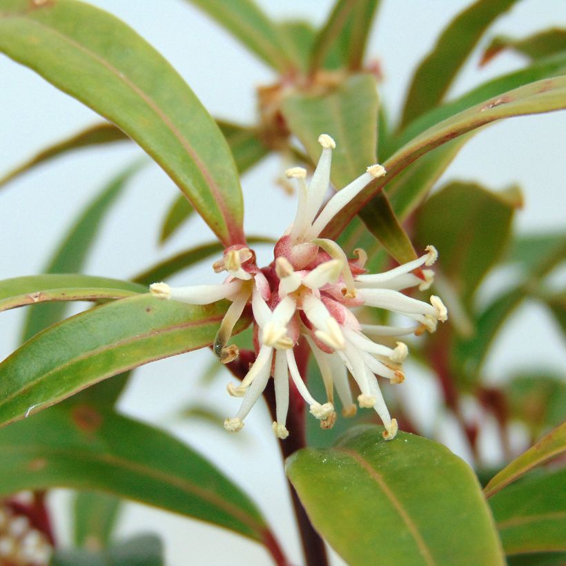 Sarcococca hookeriana var. digyna (Floração)