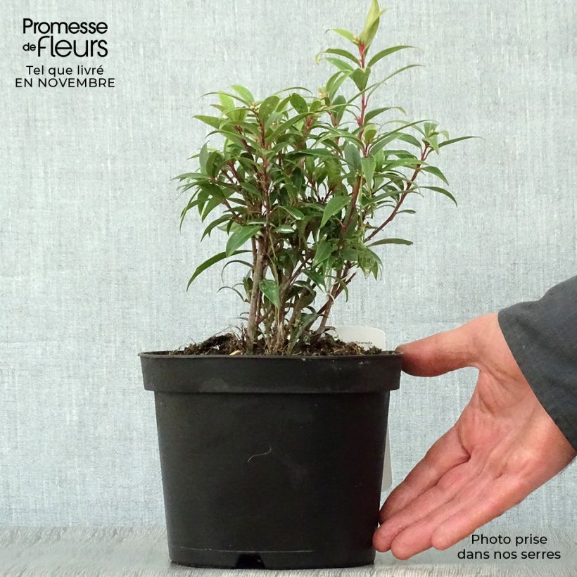 Amostra de Sarcococca hookeriana var. digyna Vaso de 2 L/3 L tal como entregue no outono