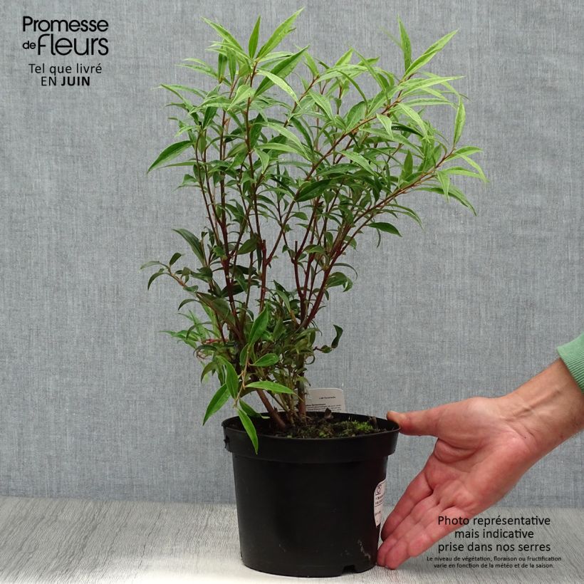 Amostra de Sarcococca hookeriana var. digyna Vaso de 2 L/3 L tal como entregue no verão
