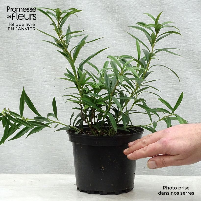 Amostra de Sarcococca hookeriana Digyna Vaso de 2 L/3 L tal como entregue no inverno