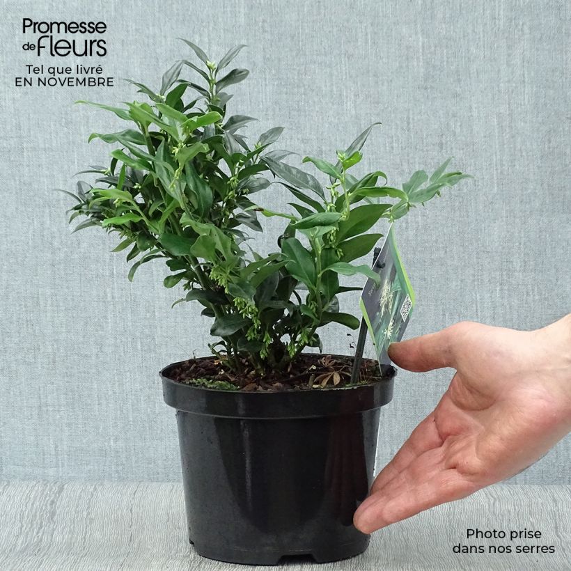 Amostra de Sarcococca hookeriana Vaso de 2 L/3 L tal como entregue no outono