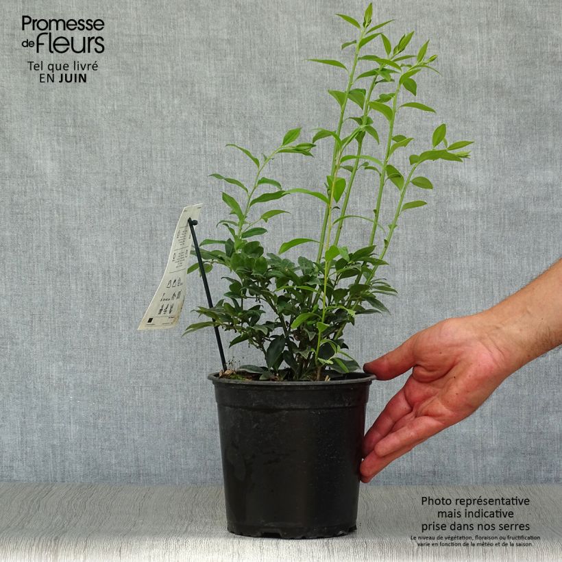 Amostra de Sarcococca hookeriana Vaso de 2 L/3 L tal como entregue no verão