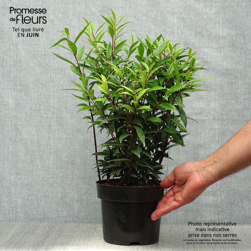 Amostra de Sarcococca hookeriana var. digyna Purple Gem Vaso de 3 L/4 L tal como entregue no verão
