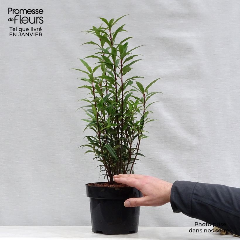 Amostra de Sarcococca hookeriana Purple Stem Vaso de 2 L/3 L tal como entregue no inverno