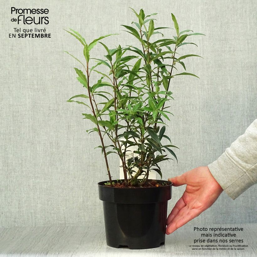 Amostra de Sarcococca hookeriana var. digyna Purple Stem Vaso de 2 L/3 L tal como entregue no outono