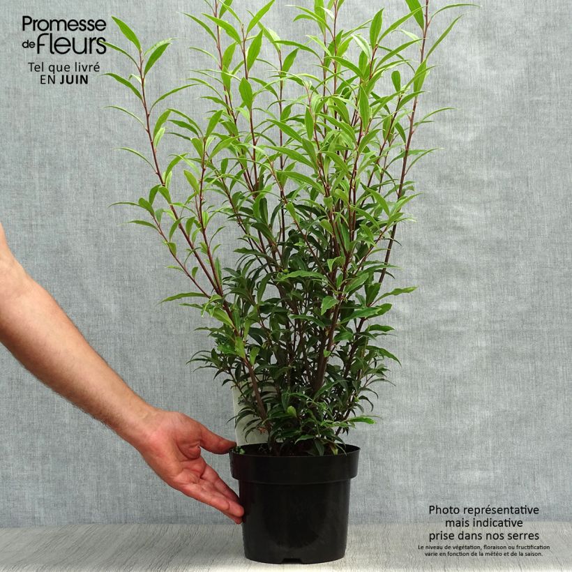 Amostra de Sarcococca hookeriana var. digyna Purple Stem Vaso de 2 L/3 L tal como entregue no verão
