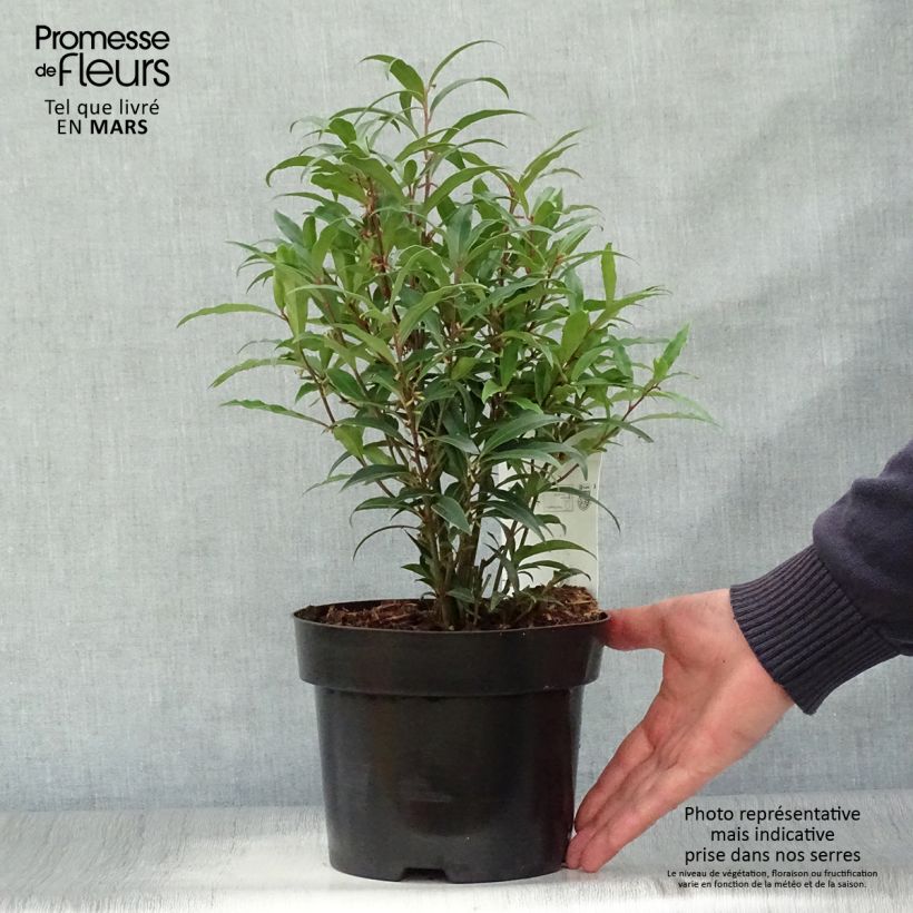 Amostra de Sarcococca hookeriana var. digyna Purple Stem Vaso de 2 L/3 L tal como entregue na primavera