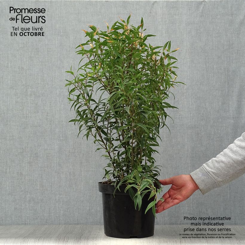 Amostra de Sarcococca hookeriana var. digyna Purple Stem Vaso de 7,5 L/10 L tal como entregue no outono