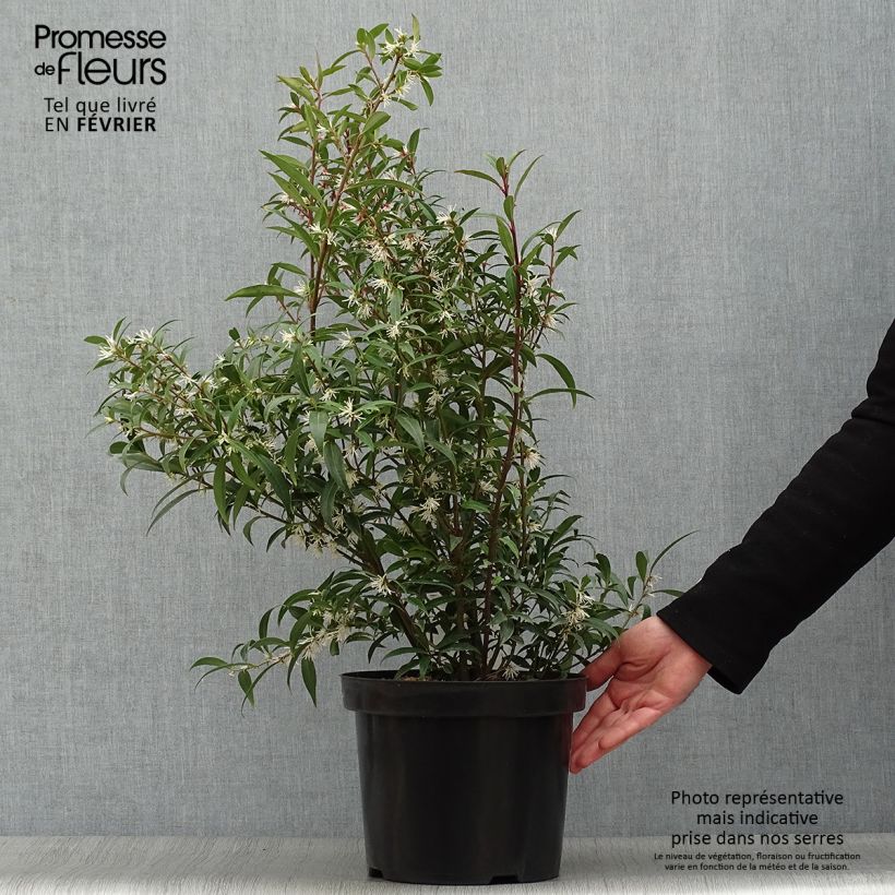 Amostra de Sarcococca hookeriana Purple Stem Vaso de 7,5 L/10 L tal como entregue no inverno