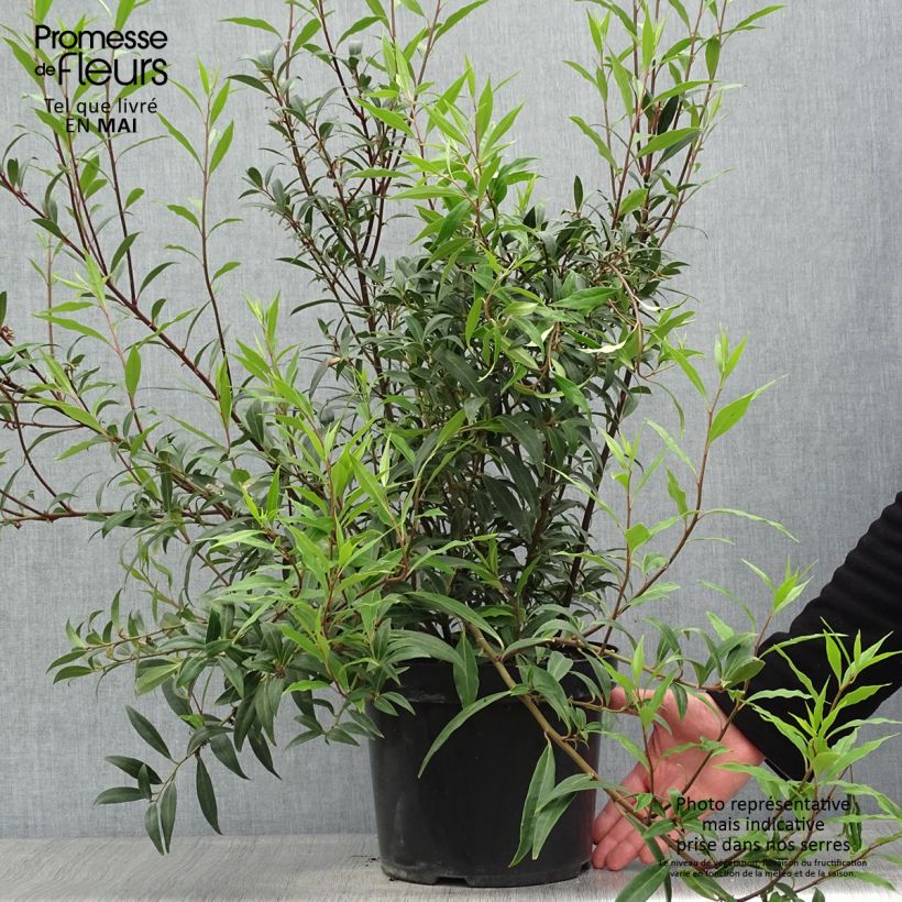 Amostra de Sarcococca hookeriana var. digyna Purple Stem Vaso de 7,5 L/10 L tal como entregue na primavera