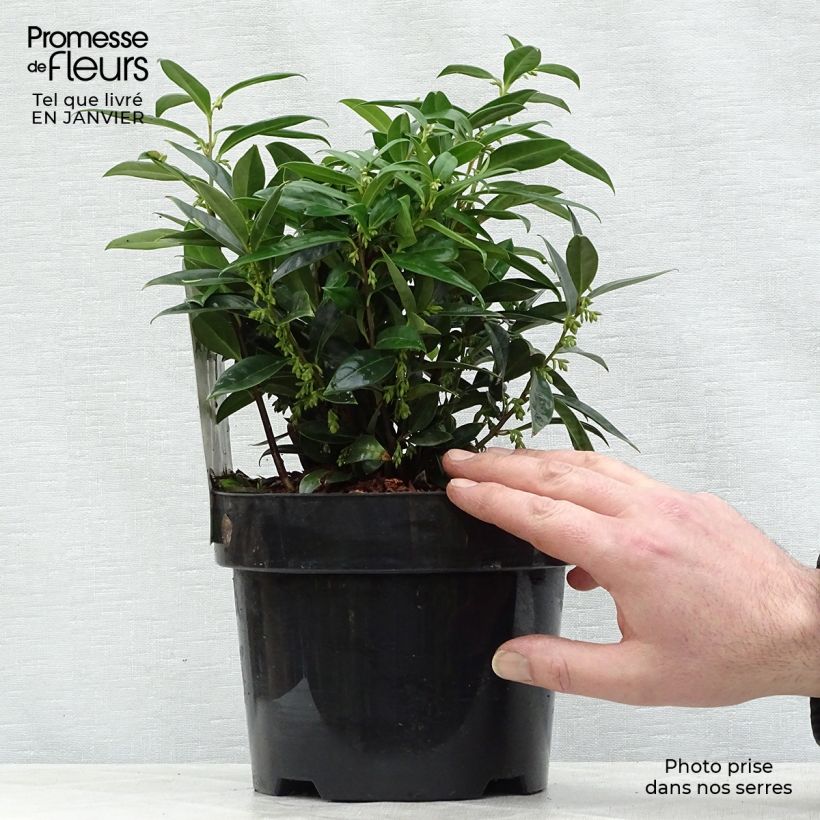 Amostra de Sarcococca hookeriana var. humilis Vaso de 2 L/3 L tal como entregue no inverno