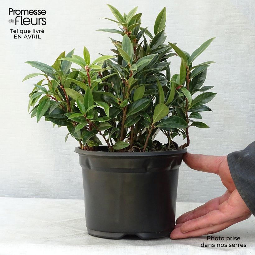 Amostra de Sarcococca hookeriana var. humilis Vaso de 2 L/3 L tal como entregue na primavera