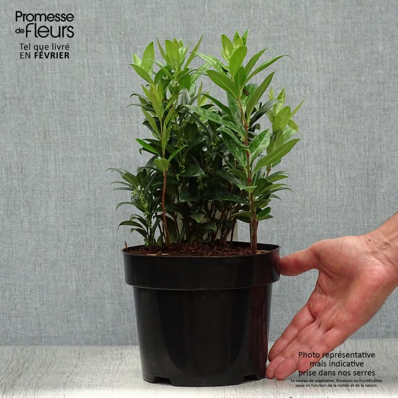 Amostra de Sarcococca hookeriana var. humilis Vaso de 2 L/3 L tal como entregue no outono