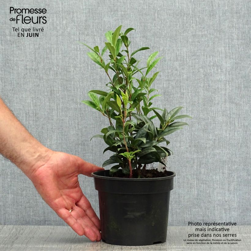 Amostra de Sarcococca hookeriana var. humilis Vaso de 2 L/3 L tal como entregue no verão