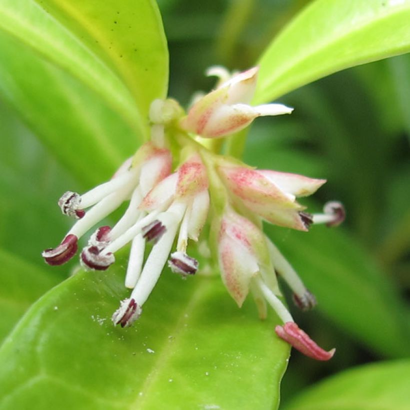 Sarcococca hookeriana var. humilis (Floração)