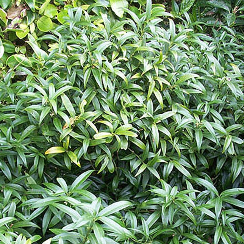 Sarcococca hookeriana var. humilis (Hábito)