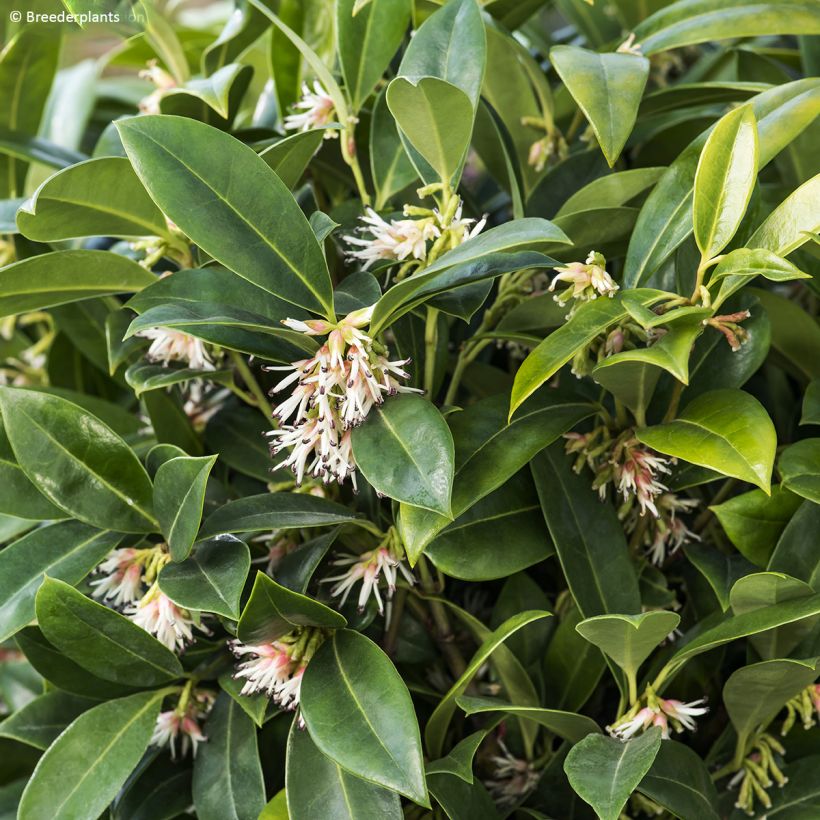 Sarcococca hookeriana Fragrant Mountain (Folhagem)