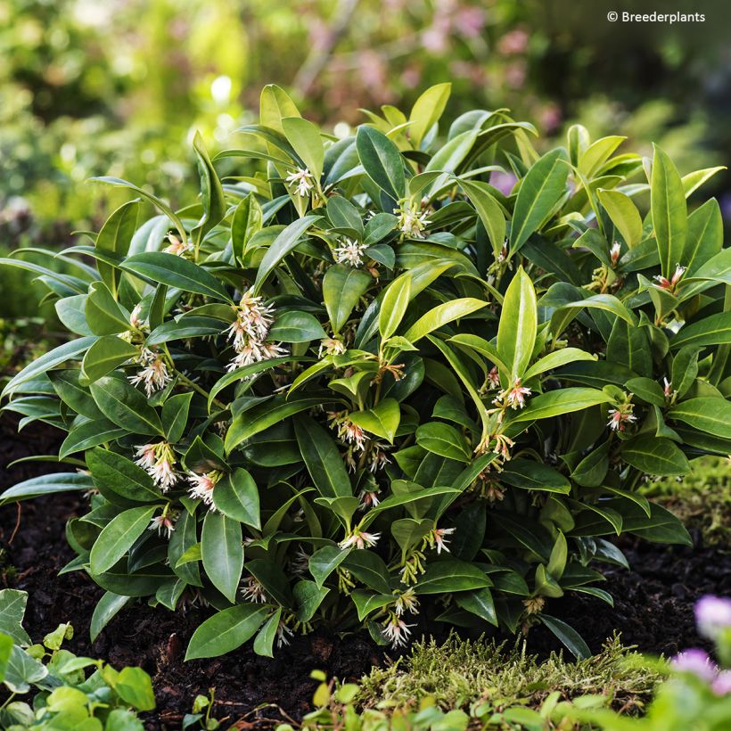Sarcococca hookeriana Fragrant Mountain (Hábito)