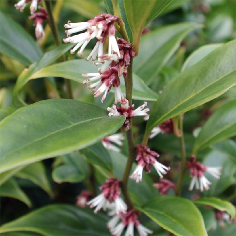 Sarcococca orientalis (Folhagem)