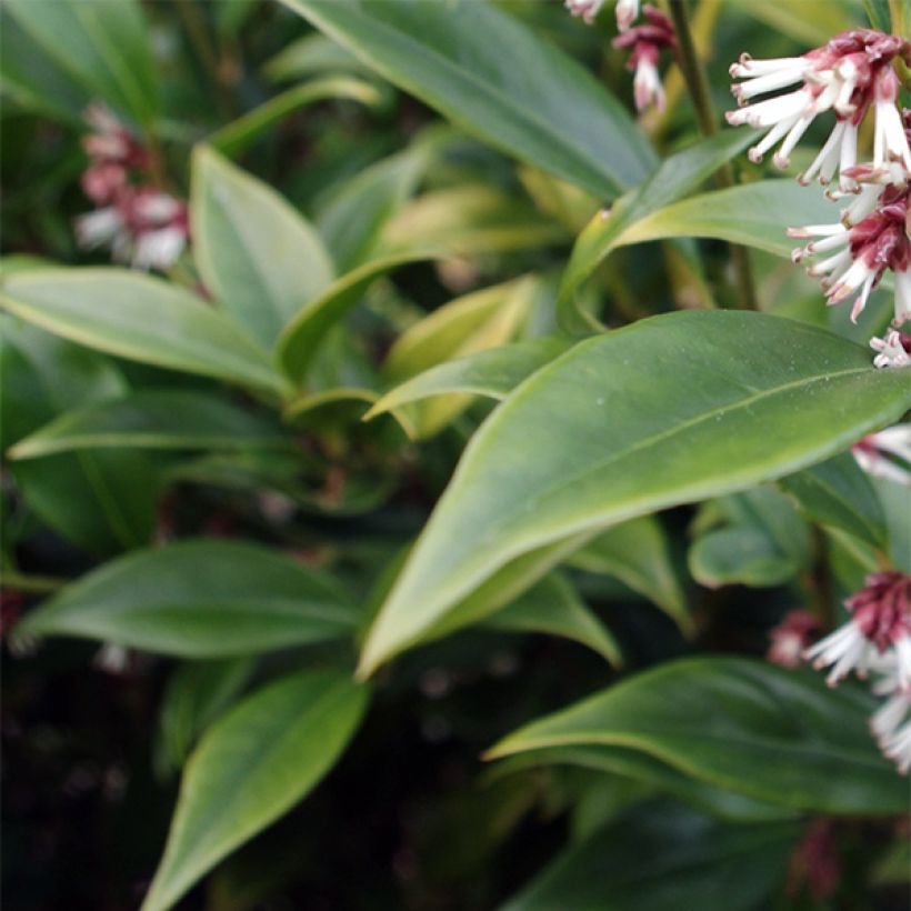 Sarcococca orientalis (Floração)