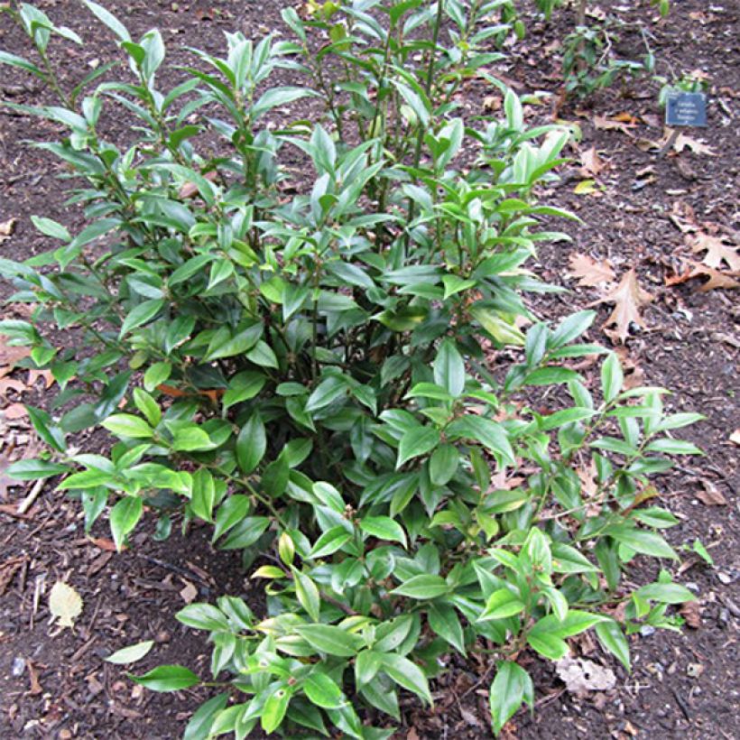 Sarcococca orientalis (Hábito)