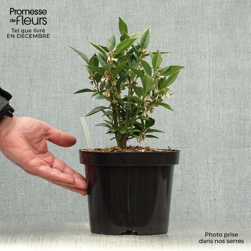 Amostra de Sarcococca orientalis - Sarcocoque d'Orient Pot de 2L/3L tal como entregue no inverno