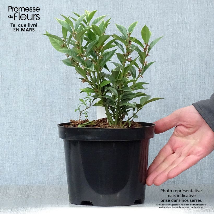 Amostra de Sarcococca orientalis Vaso de 2 L/3 L tal como entregue na primavera