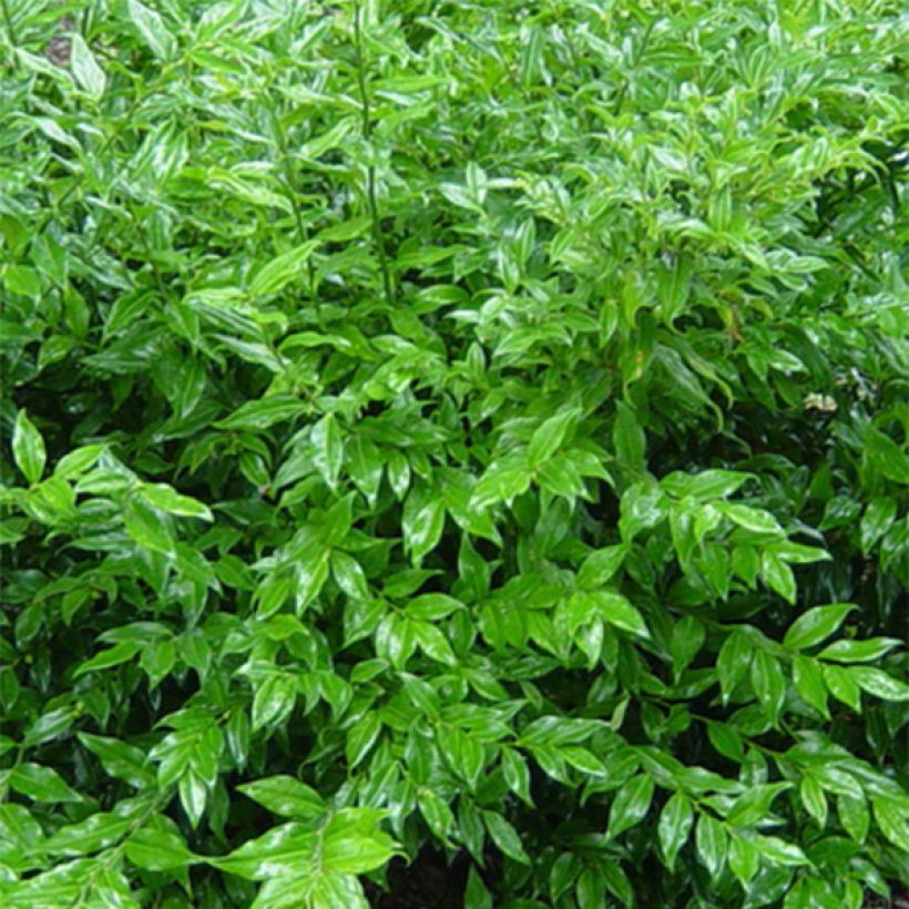 Sarcococca ruscifolia (Folhagem)